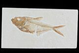 Diplomystus Fossil Fish - Wyoming #81433-1